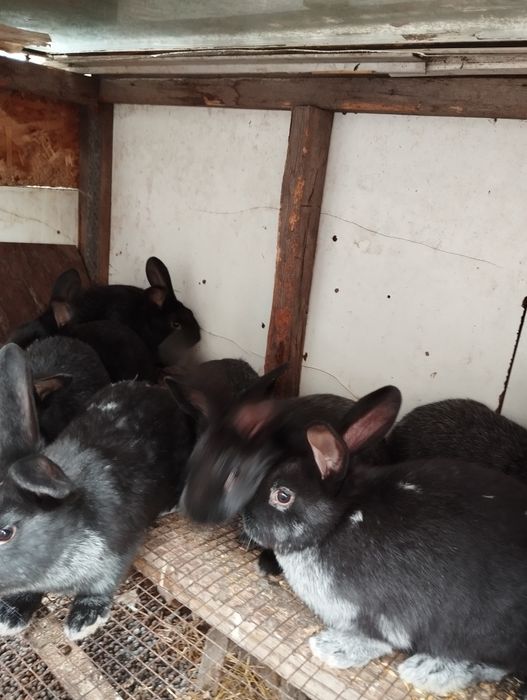 Кролики полтавское серебро