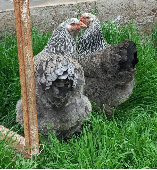 Яйца брамы,брама тухуми