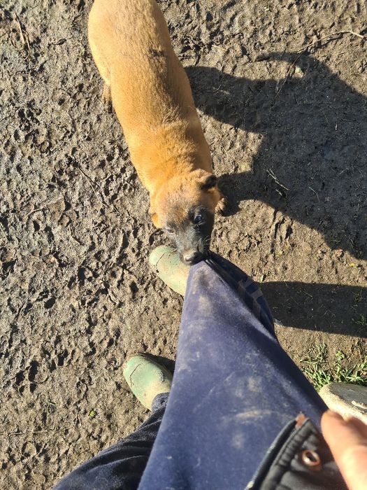 Малиноа - белгийска овчарка