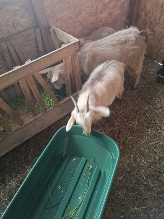 Vând 3 capre crescute in gospodărie