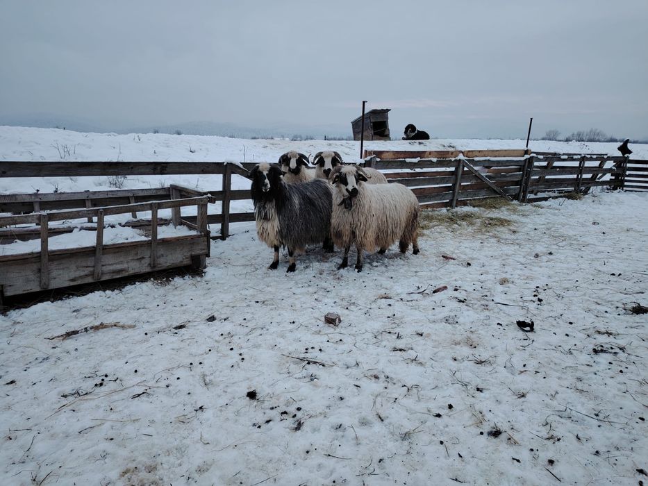 Vand 3 oi gestante si un berbecut