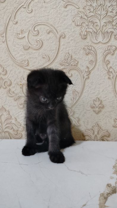 даëм в доброе руки им 2 месеца