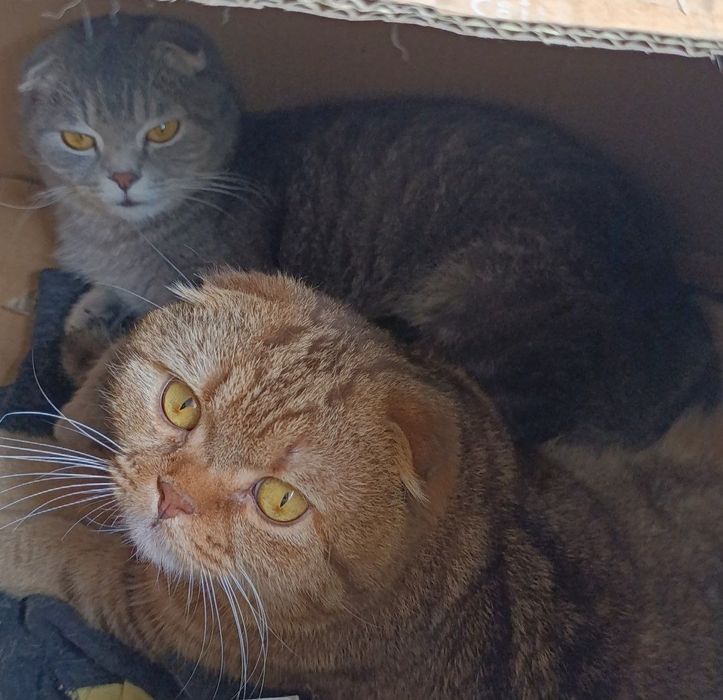 Parodali yoqimtoy mushuchala bor