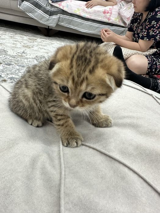 Шатландский вислоухий