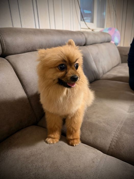 Мъжки померан  на 9 месеца