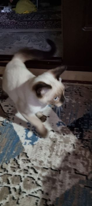 siamski mushuk orgatlgan