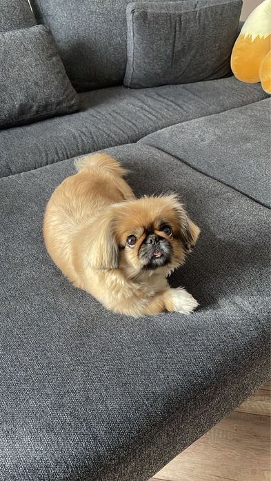 Продаётся пекинес, девочка, 4,5 года