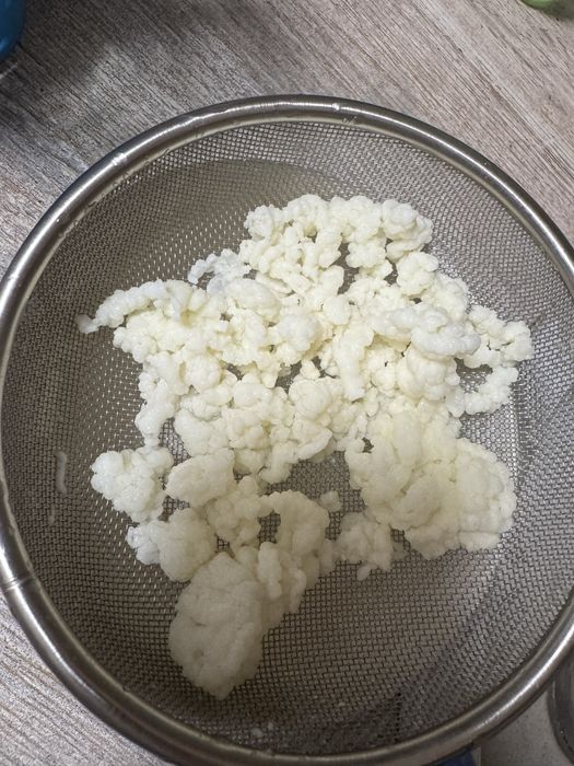 Молочный тибетский гриб