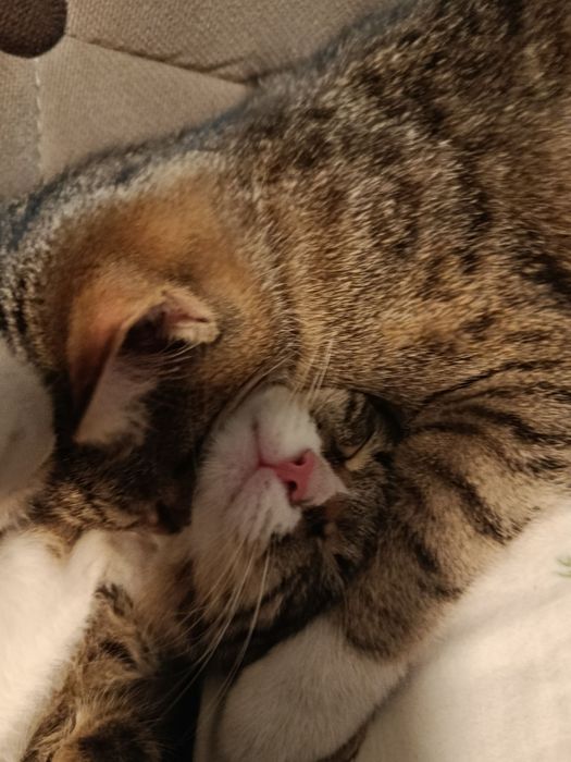 Mushuk Hadiya  parodali