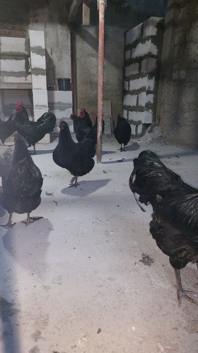 AUSTROLORP!!Cele mai ouatoare gaini din lume.Oua, pui de o zi, gaini