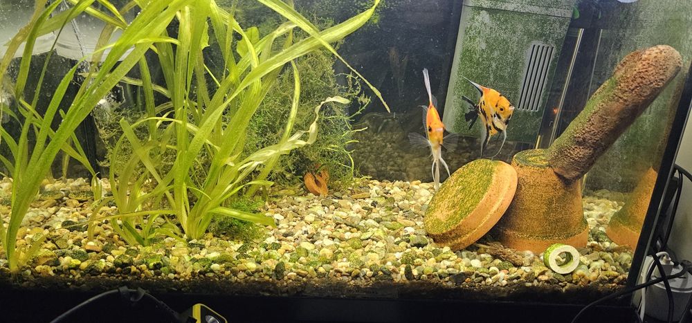 Diferiti pești (scalari, guppy, zebrute molly,sanitari etc)