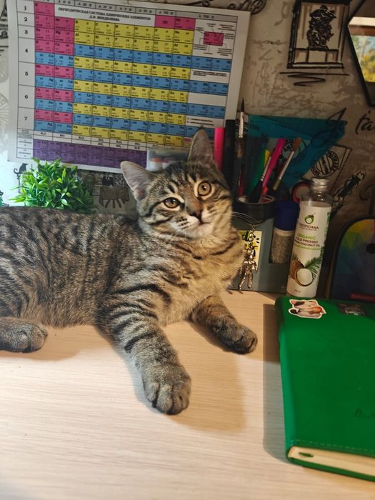 Котенку шщем дом