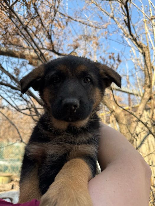 Продаем щенков немецкой овчарки