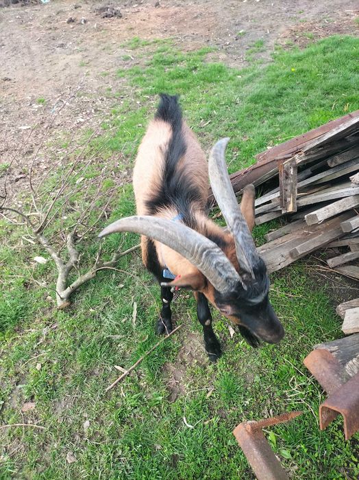 Vând capre Alpina franceza femela și ieduțe și un țap pentru montă