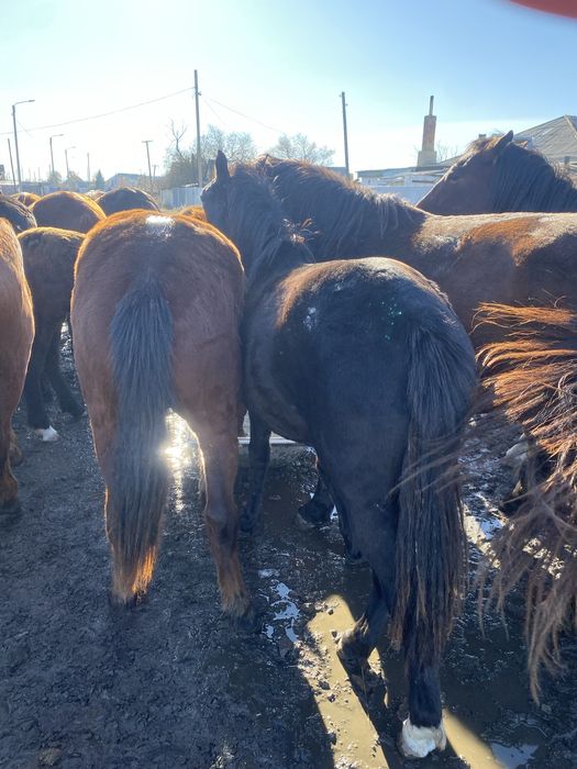 Продам полтарашек тай