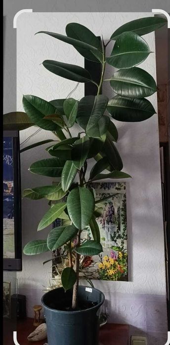 Пальма "Панданус вича"