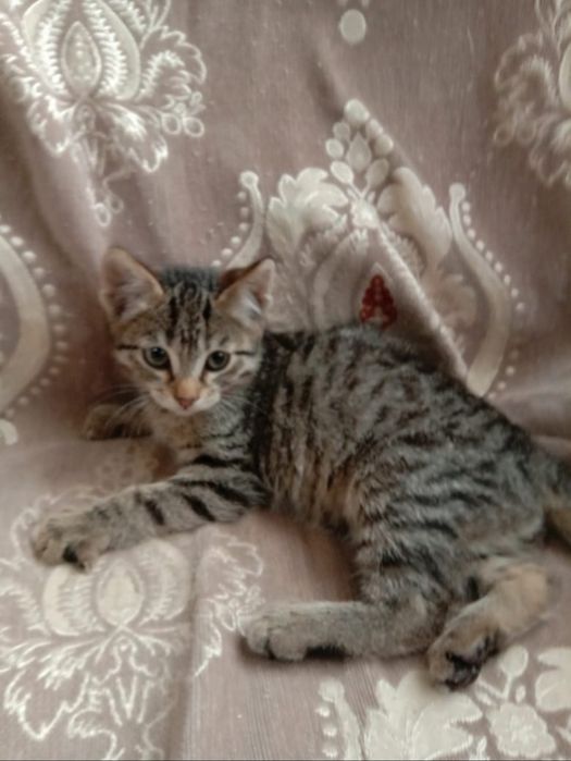 Отдам котят в добрые руки.