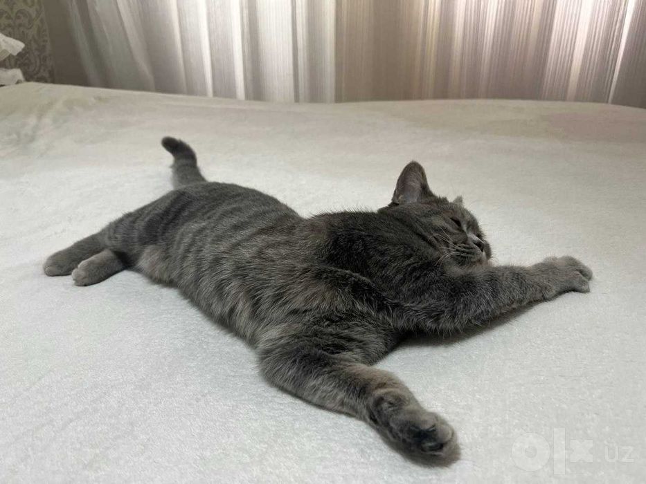 Кошка, отдаю даром в хорошие руки