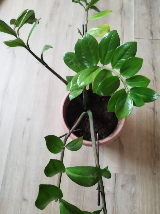 Комнатные цветы.