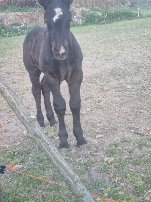 Iapa cu manz de vanzare