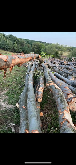 Vând lemne de foc uscate sau verzi !!