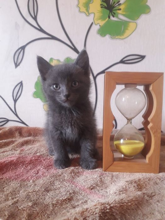 Отдам котят 1.5 месяца