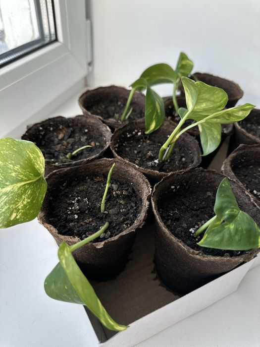 Малыши сциндапсуса