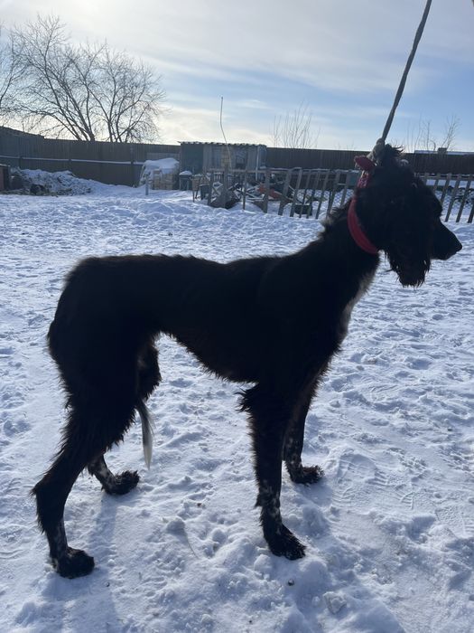 Продаеться тазы