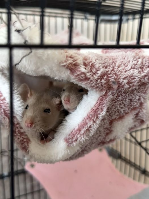Крысы дамбо 2 девочки