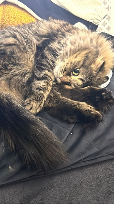 Отдам кошку в добрые руки