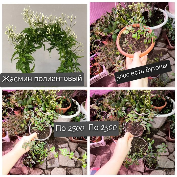 Цветы разные цветущие