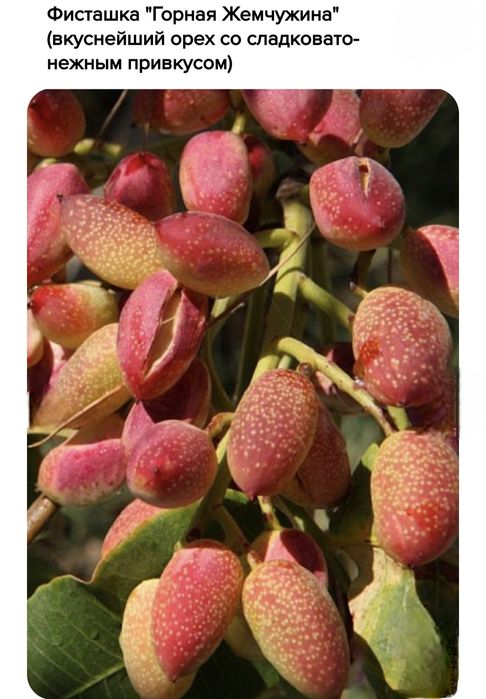 Фисташки, саженцы