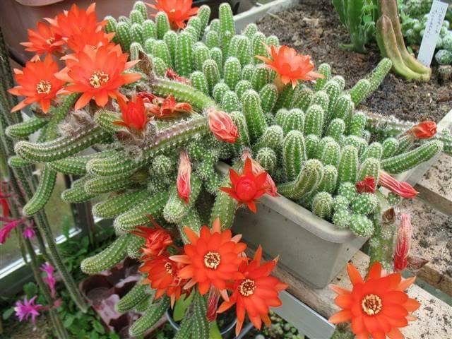 Pui cactus Chamaecereus silvestri