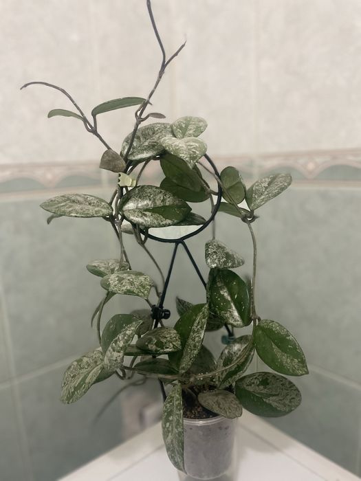 продам хои подростки