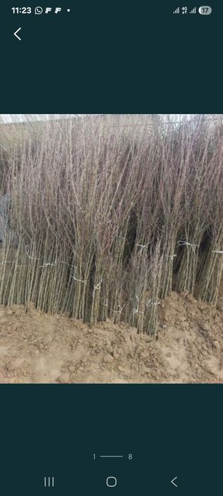 Саженцый деревя с комом и без