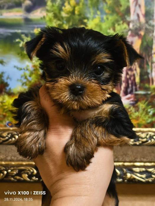 Очаровательные щенки Йорка.