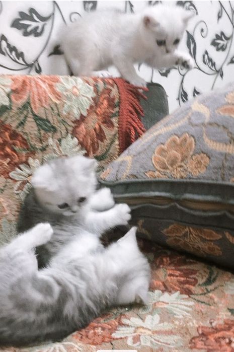 Британские котята из Проф.Питомника