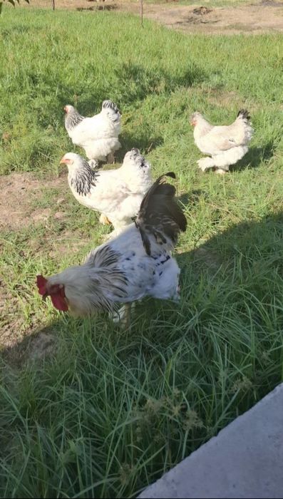 Brama 1 ta horoz 3 ta tovuq