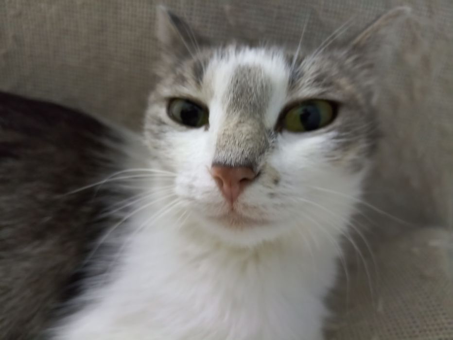 Котенок черный 7 недель