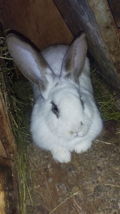 Продаются кролики