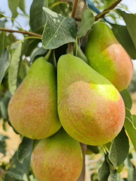 Мевали кўчатлар 2025| шафтоли кўчатлар | олма кўчатлар | узум кўчатлар