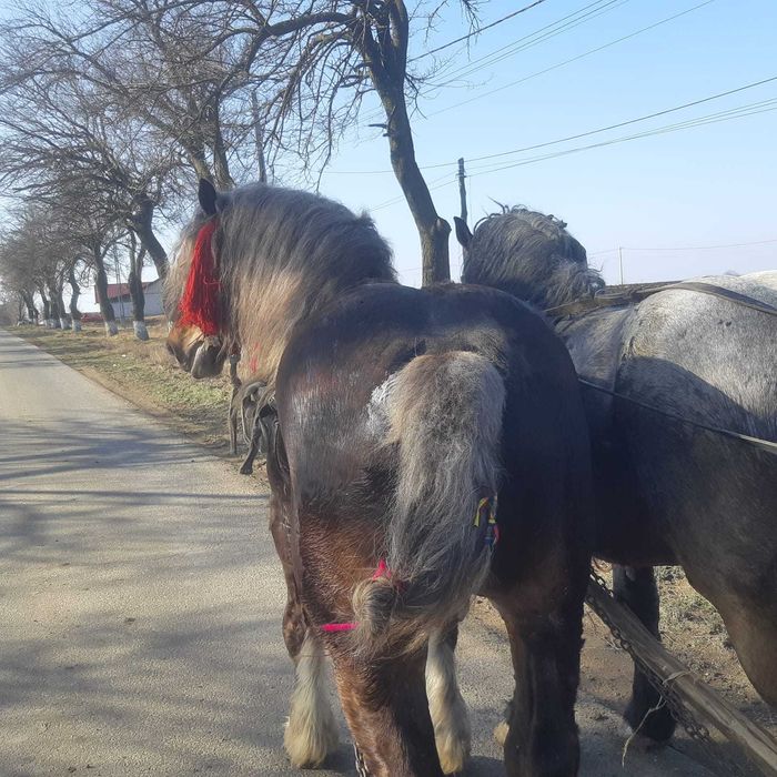 De vânzare doi harmasari!