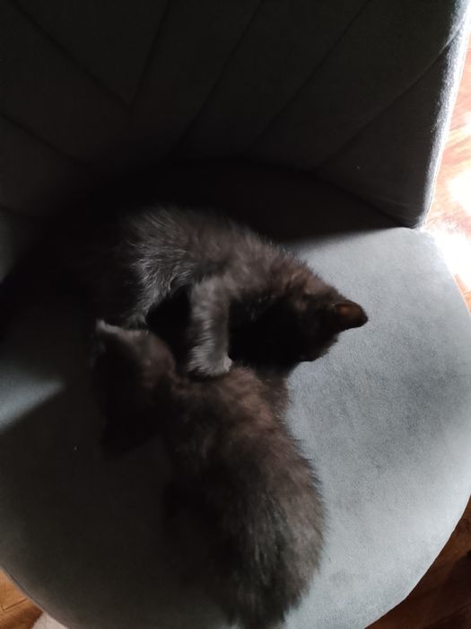 Котята бесплатно