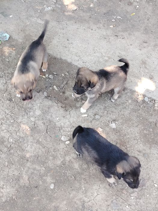 Donez 5 căței – județul Brăila