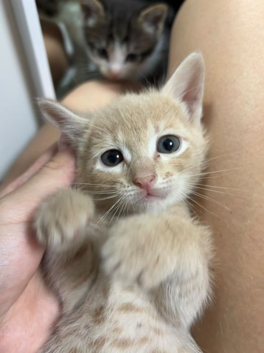 Отдам котят в добрые ручки