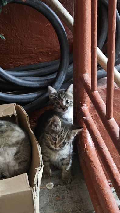 Отдам в добрые руки