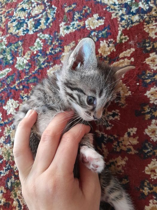 Котёнок 3шт