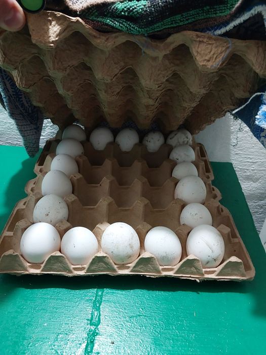 Продам Яйца В Инкубатор Другое