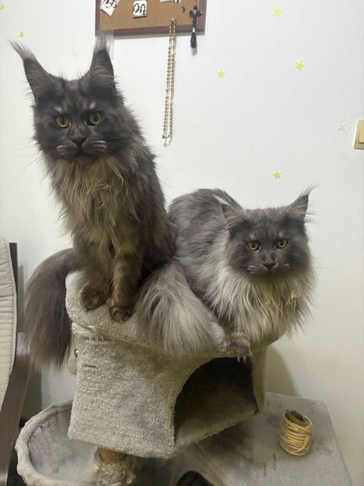 maine coon cu pedigree si microcip