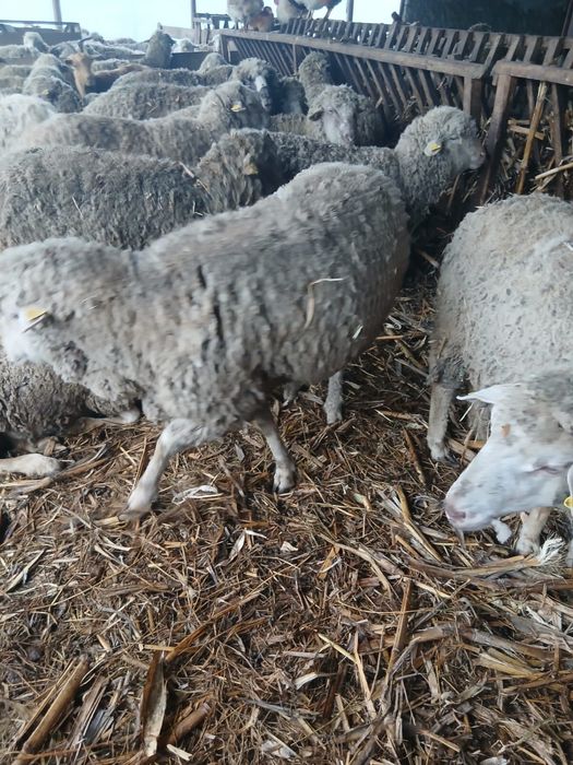 Oi reforma, 500 negociabil